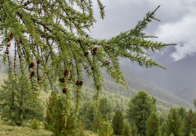 Pine trees in forest against sky