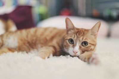 Close-up of cat sitting on rug