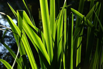 Close-up of green plant