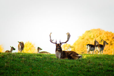 Deer on grassy field against clear sky