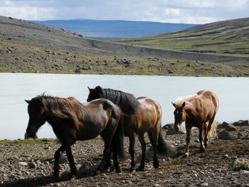 Horses on field against sky