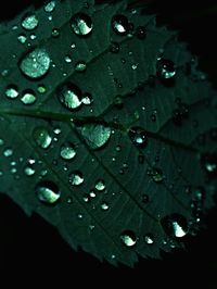 Close-up of raindrops on leaf