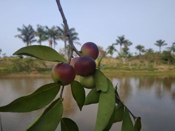 Berries growing on tree by lake against sky