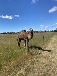 View of a horse on field