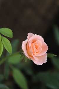 Close-up of rose blooming outdoors