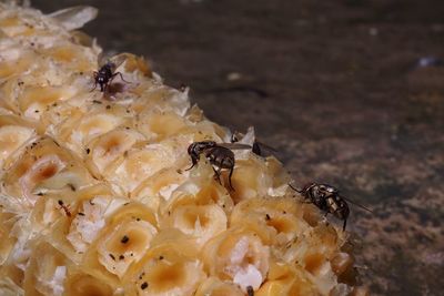Close-up of bee