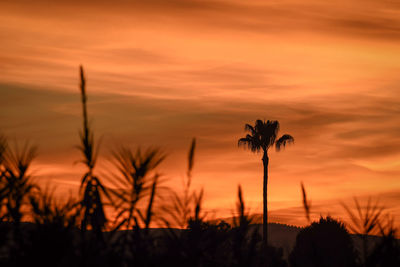 Silhouette palm trees against dramatic sky during sunset