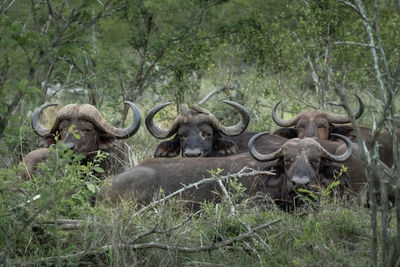 Buffalo standing on field