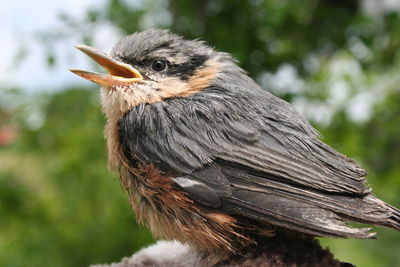 Close-up of a bird