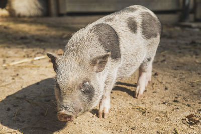 Close-up of pig