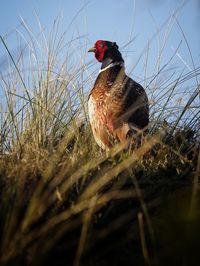 Low angle view of bird perching on grass