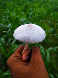 Close-up of hand holding mushroom