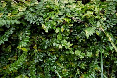Full frame shot of plants
