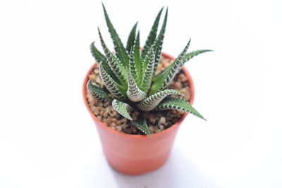 Close-up of potted cactus plant against white background