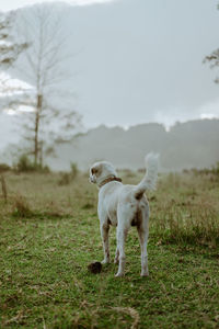 Dog running on field