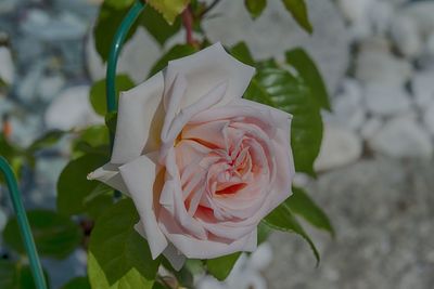 Close-up of white rose blooming outdoors