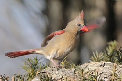 Close-up of bird perching on plant