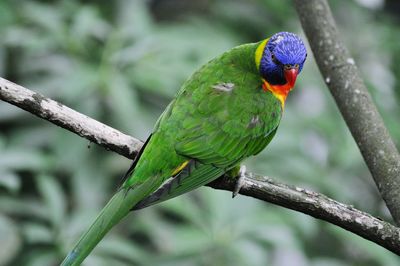 Close-up of parrot perching on tree