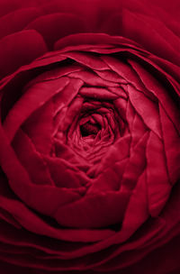 Blooming red flower with water drops. floral background