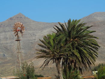 Palm trees in desert against clear blue sky