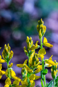 Flower outside in nature