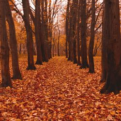 Sunlight falling on autumn leaves in forest