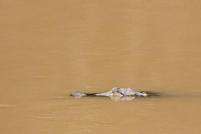 High angle view of crab on shore