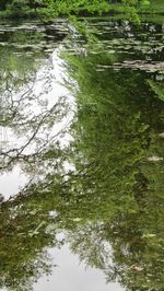 Reflection of trees on river