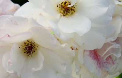 Close-up of white flowers