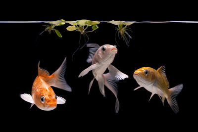 Close-up of fish swimming in sea