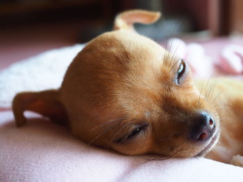 Close-up of a dog lying on bed at home