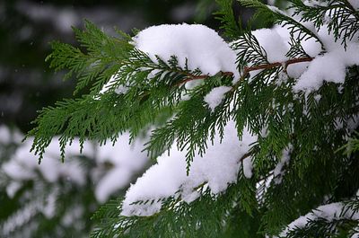 Close-up of tree branch during winter