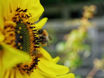 Close-up of bee on a beautiful yellow sunflower 