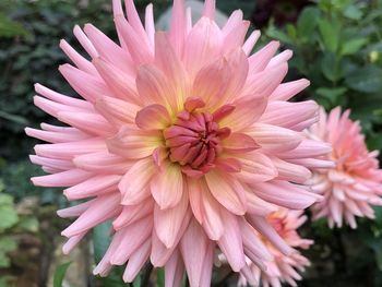 Close-up of pink dahlia