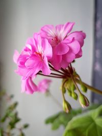 Close-up of beautiful flower on plant