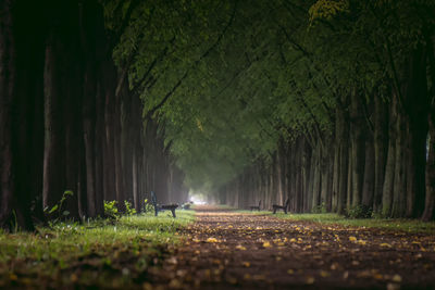 Plants and trees in forest