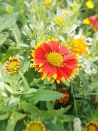 Close-up of flowering plants on field