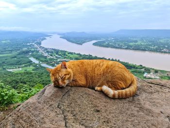 Cat resting on rock against sky