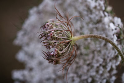 Close-up of wilted plant