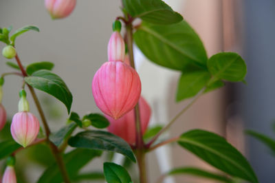 Close-up of pink fuchsia flower  pre blooming