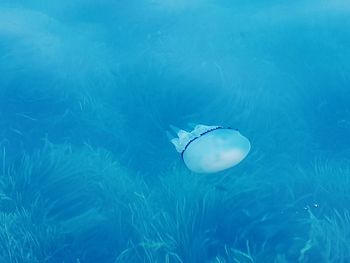 Close-up of jellyfish swimming in sea