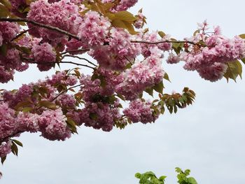 Low angle view of cherry blossoms against sky