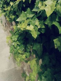 Plants growing on a wall