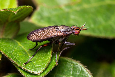 Close-up of insect on plant