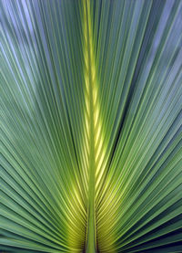 Full frame shot of palm leaf