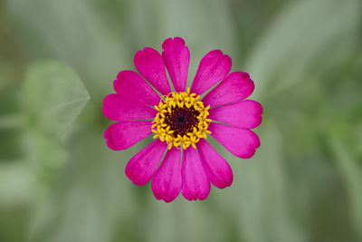 Close-up of pink flower