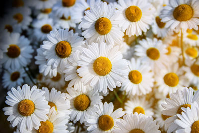 Close-up of white daisy flowers