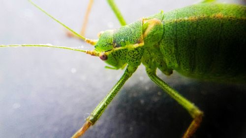 Close-up of insect on leaf