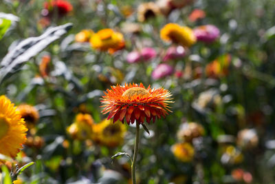 Paper flowers are planted for tourists to visit.