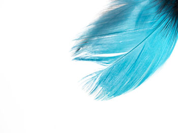 Close-up of feather against white background